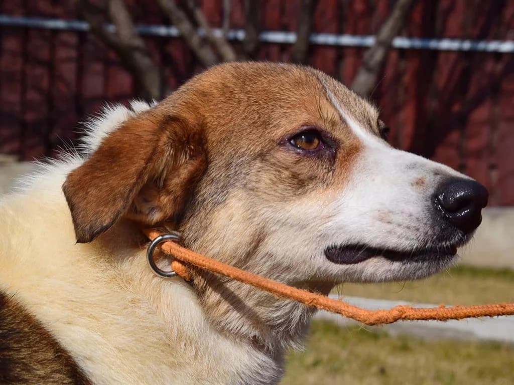 Mira, female Mixed Breed for adoption at ROLDA, Galati — photo 2 of 3