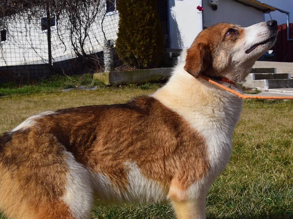 Mira, female Mixed Breed for adoption at ROLDA, Galati — photo 3 of 3
