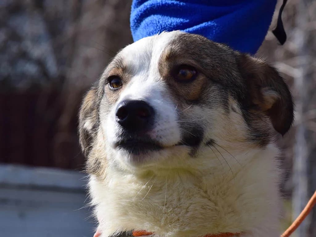 Molly, female Mixed Breed for adoption at ROLDA, Galati