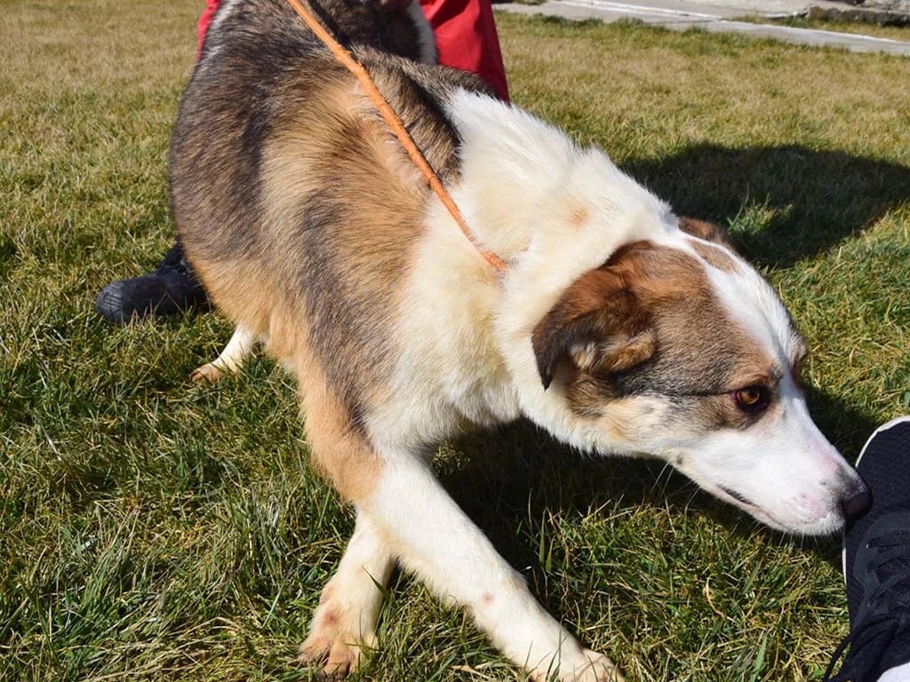 Molly, female Mixed Breed for adoption at ROLDA, Galati — photo 2 of 3