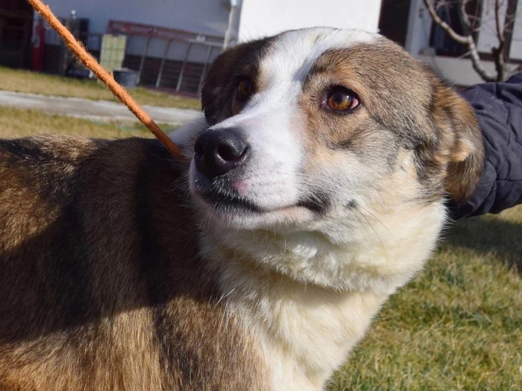 Molly, female Mixed Breed for adoption at ROLDA, Galati — photo 3 of 3