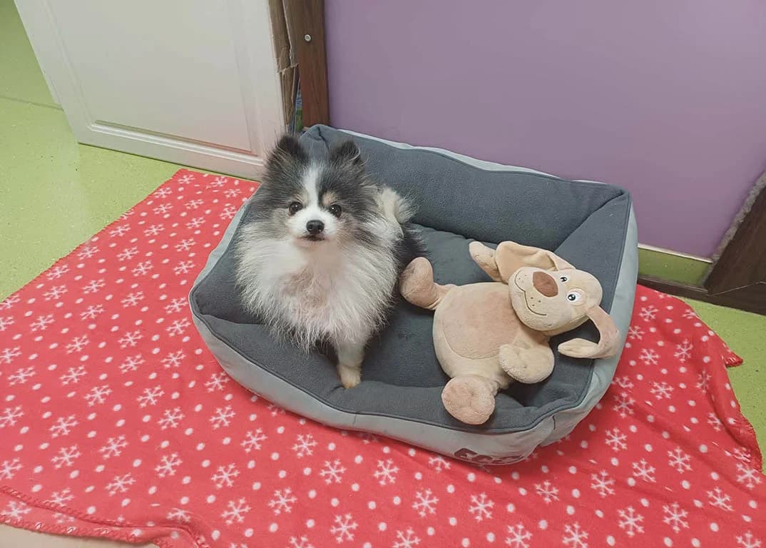 Nancy, female 7yo Pomeranian for adoption at ROLDA, Galati