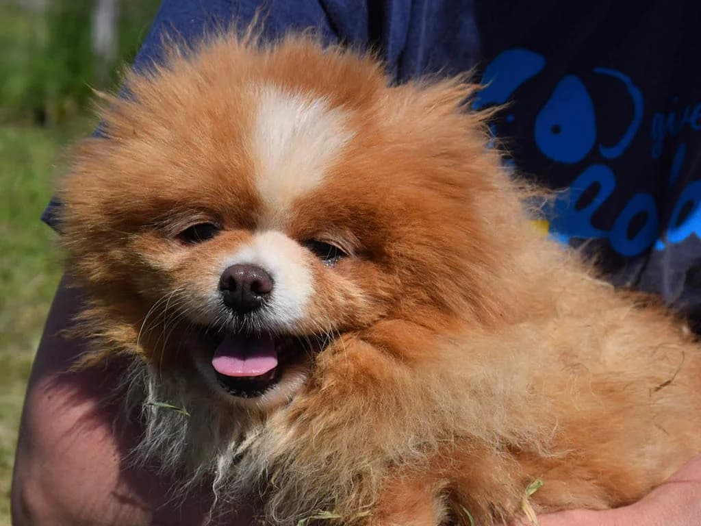 Ninni, female senior Mixed Breed for adoption at ROLDA, Galati