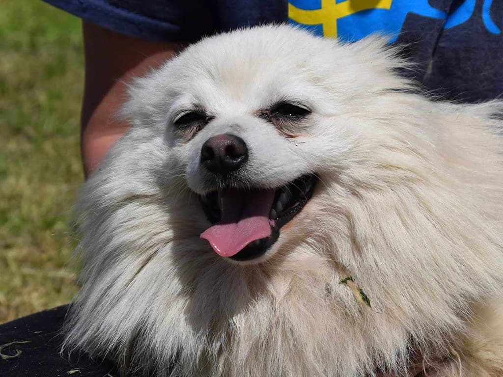 Pelle, male young Mixed Breed for adoption at ROLDA, Galati