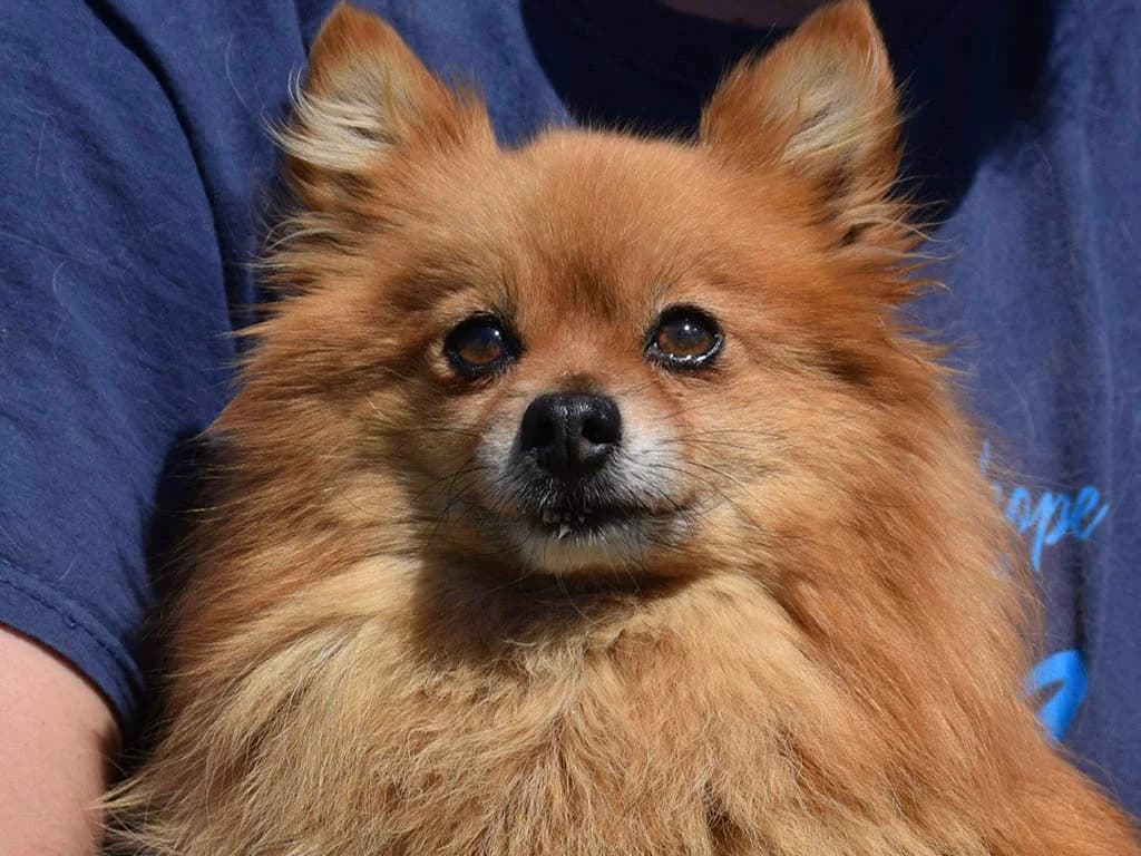 Reena, Mixed Breed (ROLDA)