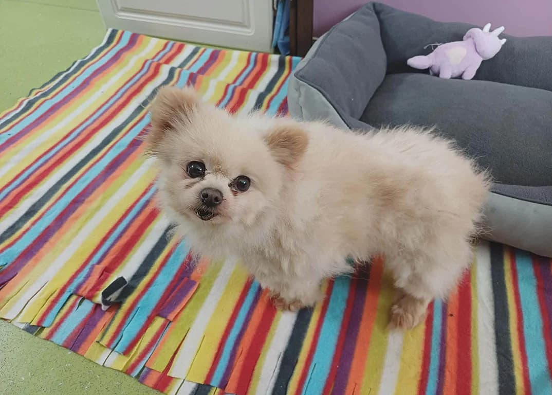 Roxi, female senior Mixed Breed for adoption at ROLDA, Galati