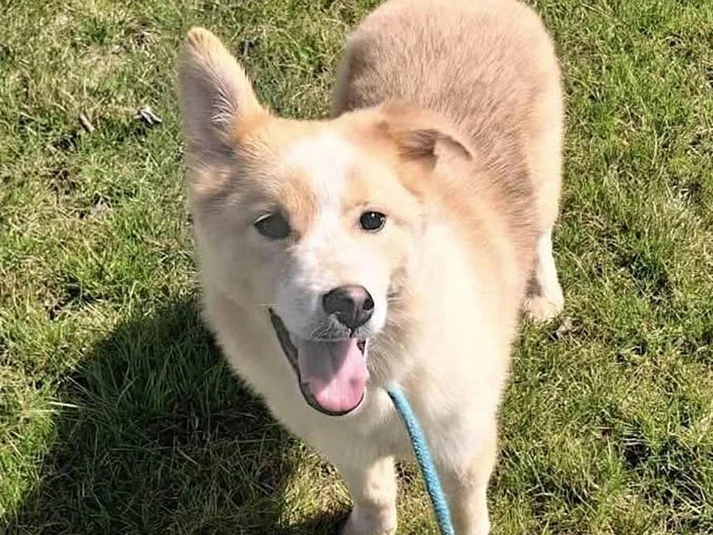 Rusty, male puppy Mixed Breed for adoption at ROLDA, Galati