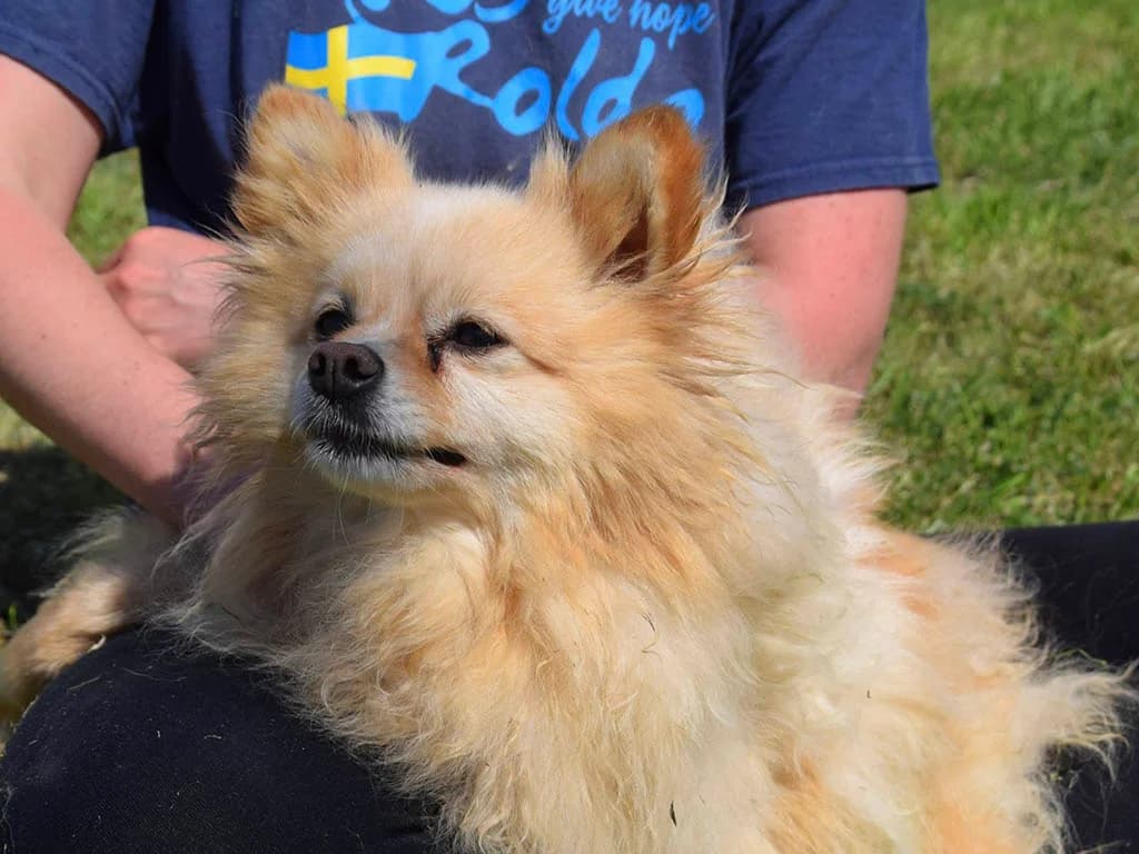 Siri, male 5yo Mixed Breed for adoption at ROLDA, Galati