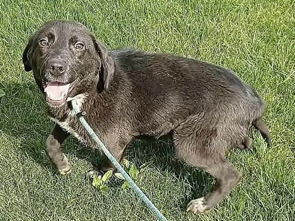Solara, Mixed Breed (ROLDA)