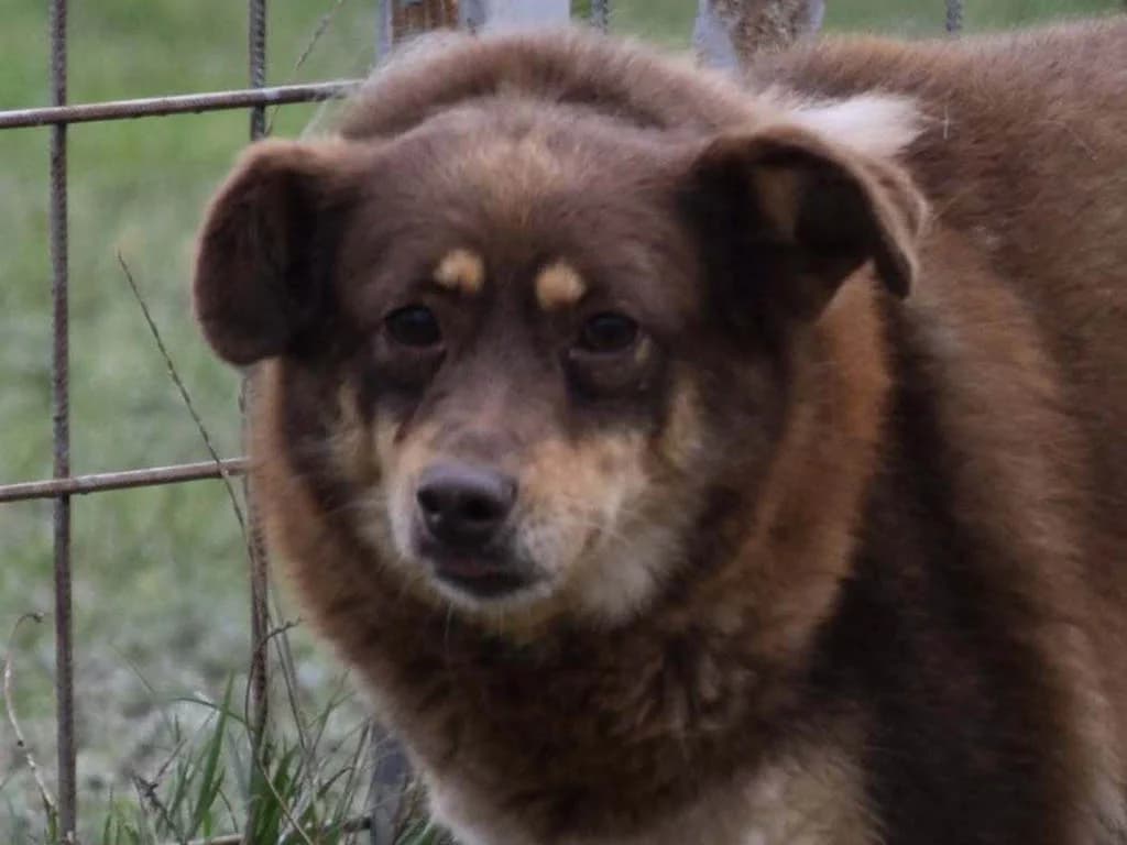 Tindra, Mixed Breed (ROLDA)