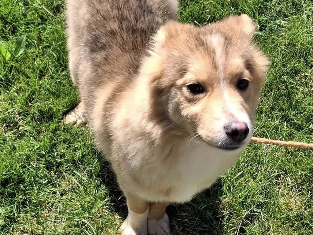 Ziggy, male puppy Mixed Breed for adoption at ROLDA, Galati
