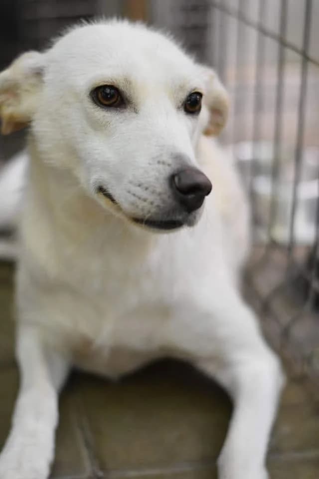 Caine 5937, female 5yo Mixed Breed for adoption at Save Our Paws, Iasi