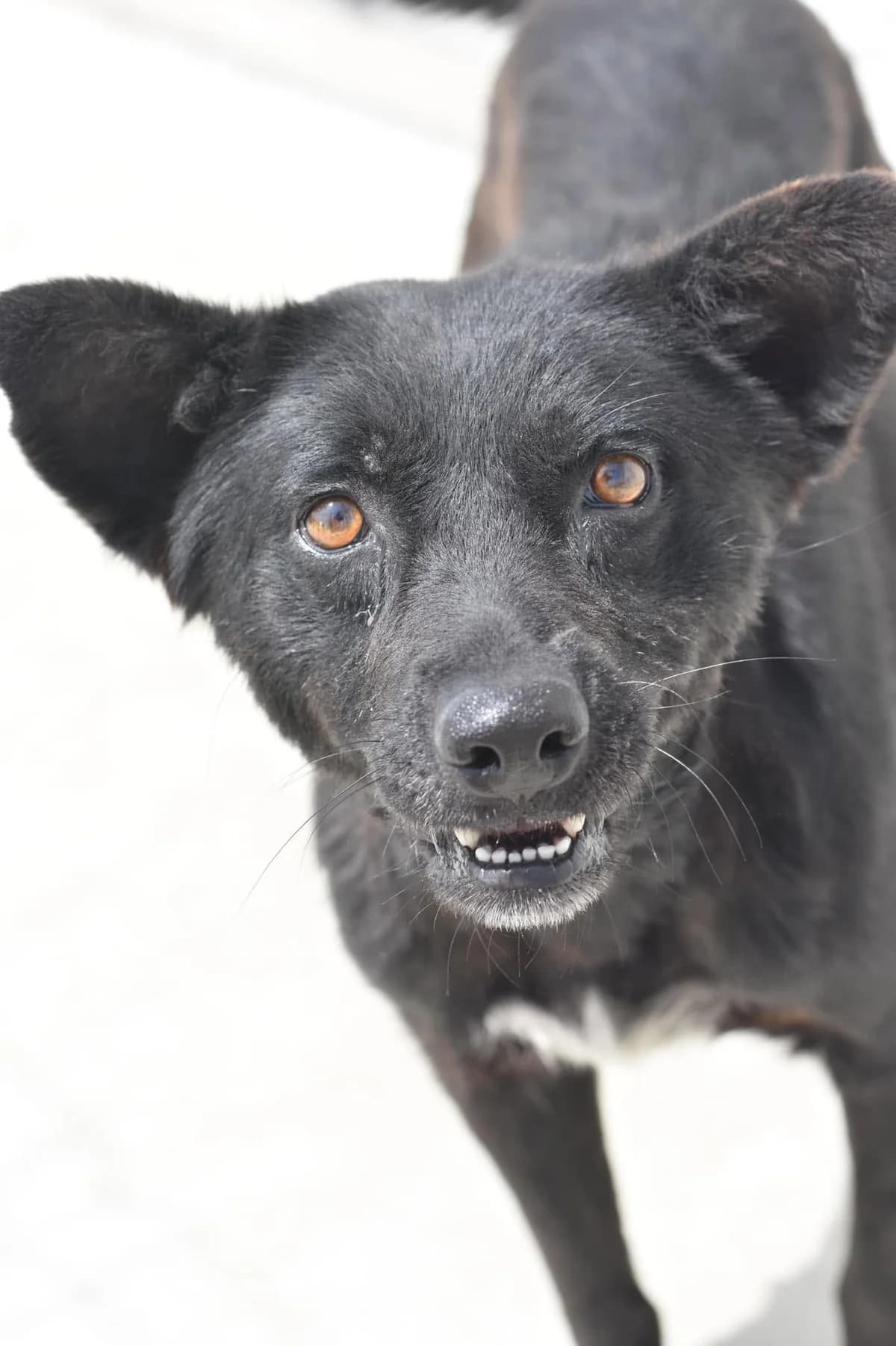 Caine 6042, female 3yo Mixed Breed for adoption at Save Our Paws, Iasi