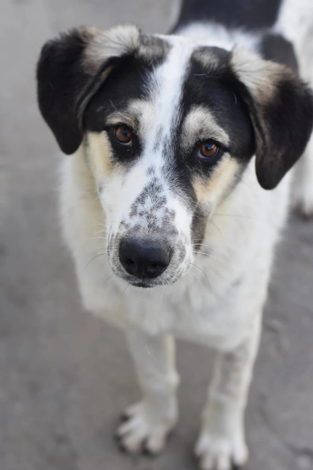 Caine 5937, female 5yo Mixed Breed for adoption at Save Our Paws, Iasi