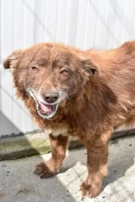 Caine 5937, Mixed Breed (Save Our Paws)