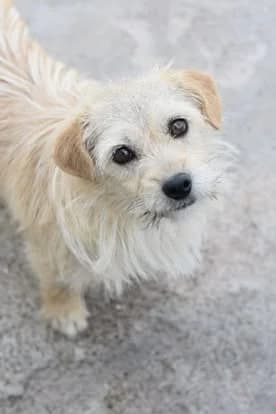 Caine 5937, female Mixed Breed for adoption at Save Our Paws, Iasi