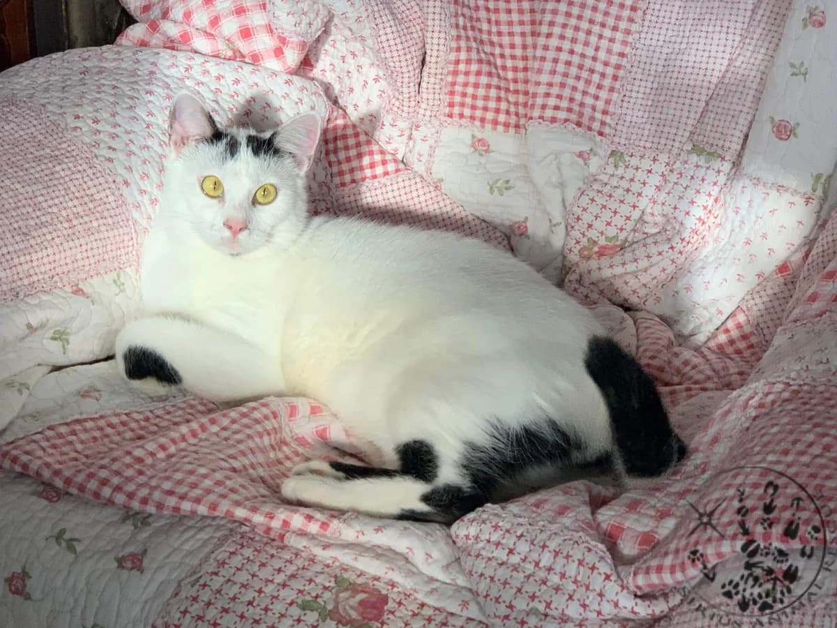 Duchess, female Mixed Breed for adoption at Sirius Animal Rescue, Romania