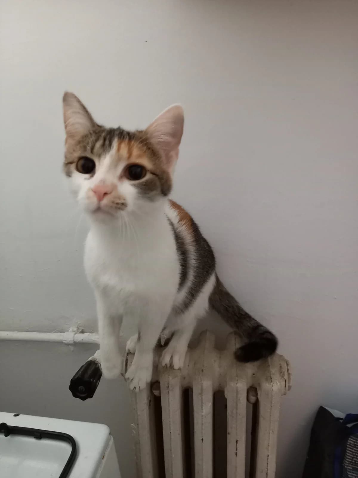 Piulita, female senior Mixed Breed for adoption at Sirius Animal Rescue, Romania