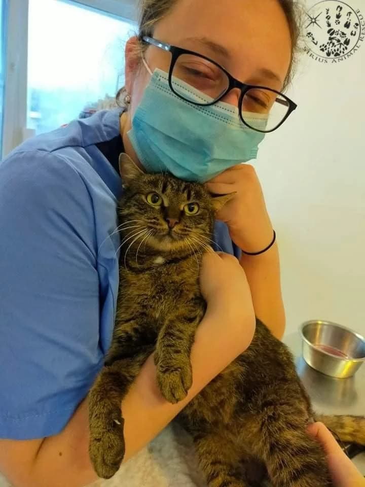 Queen, female young Mixed Breed for adoption at Sirius Animal Rescue, Romania