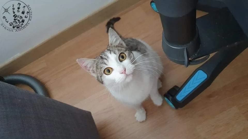 Hannah, female puppy Mixed Breed for adoption at Sirius Animal Rescue, Romania