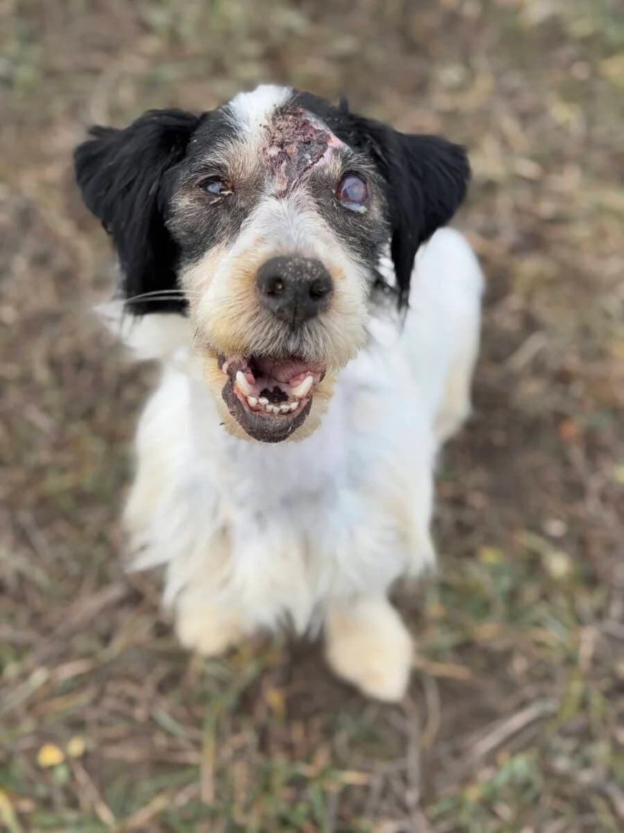 Lisa, female Mixed Breed for adoption at SOS Arms