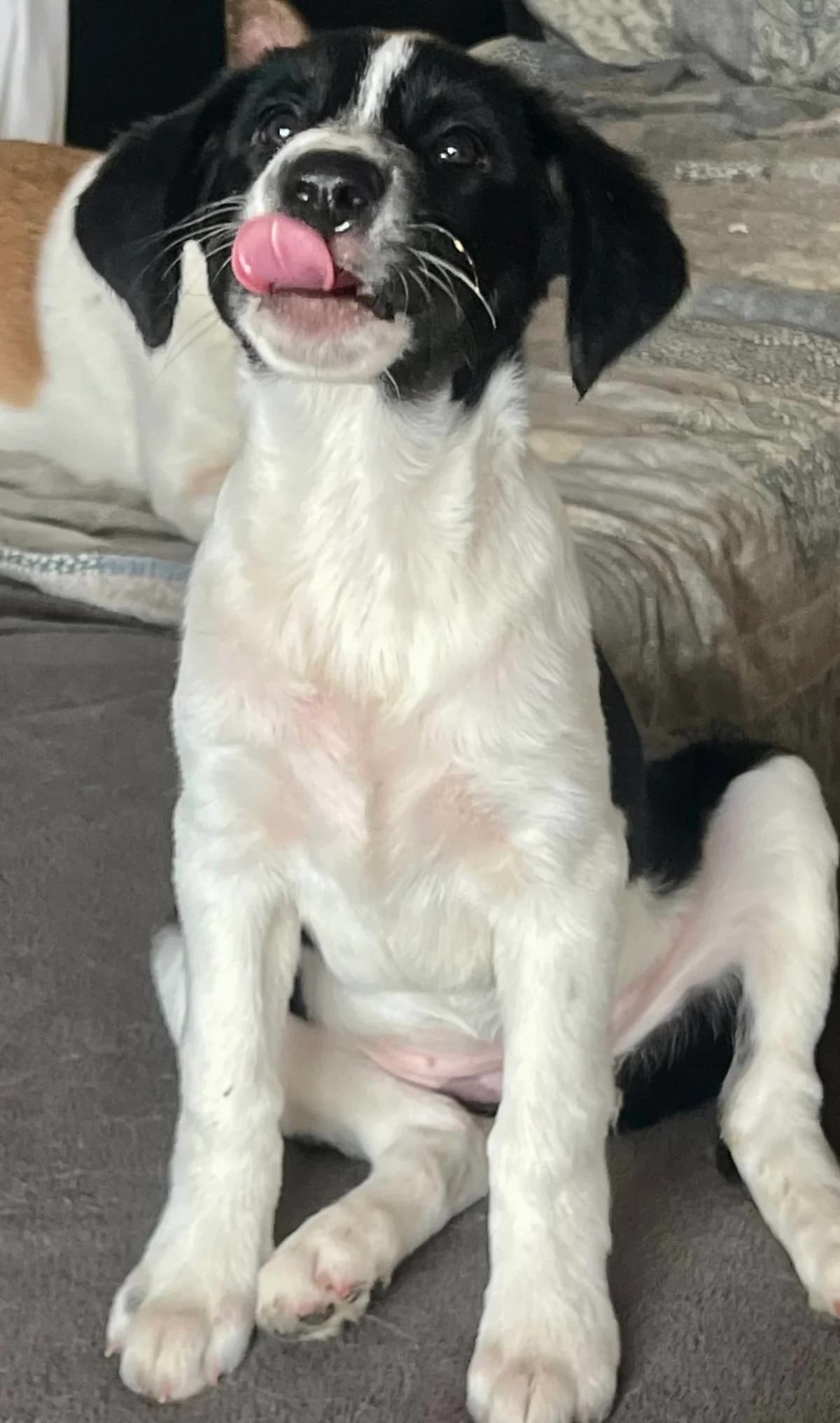 PEPPA, female Mixed Breed for adoption at SOS Arms