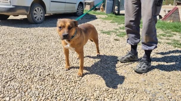 Berni, male Mixed Breed for adoption at SOS Dogs — FPCC Oradea — photo 2 of 5