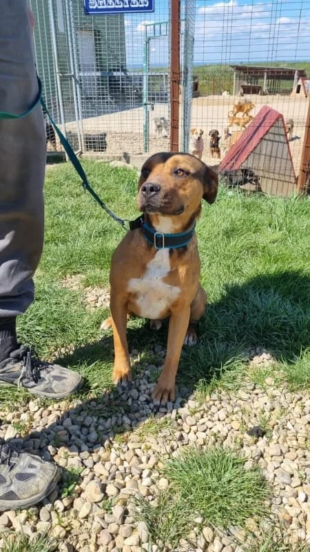 Berni, male Mixed Breed for adoption at SOS Dogs — FPCC Oradea — photo 3 of 5