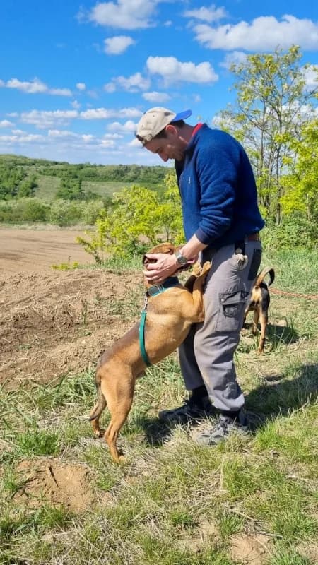 Berni, male Mixed Breed for adoption at SOS Dogs — FPCC Oradea — photo 4 of 5