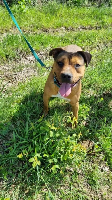 Berni, male Mixed Breed for adoption at SOS Dogs — FPCC Oradea — photo 5 of 5