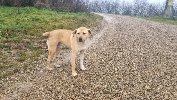 Adrian, male Mixed Breed for adoption at SOS Dogs — FPCC Oradea — photo 2 of 3