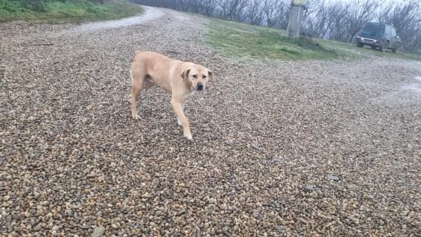 Adrian, male Mixed Breed for adoption at SOS Dogs — FPCC Oradea — photo 3 of 3