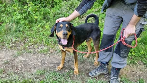Csoki, male Mixed Breed for adoption at SOS Dogs — FPCC Oradea, Sisterea