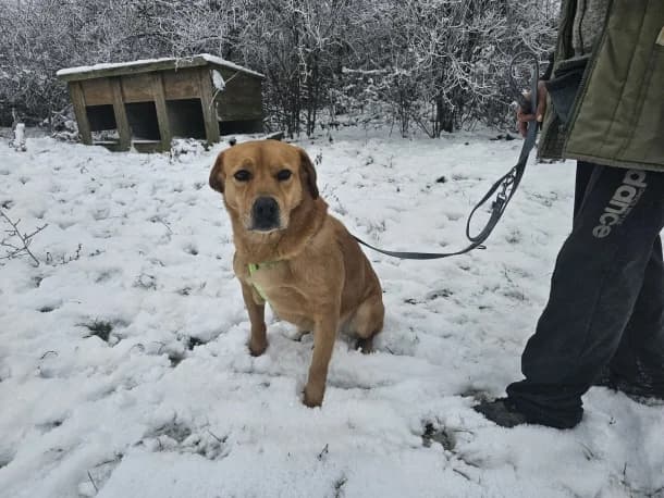 Linda, female Mixed Breed for adoption at SOS Dogs — FPCC Oradea
