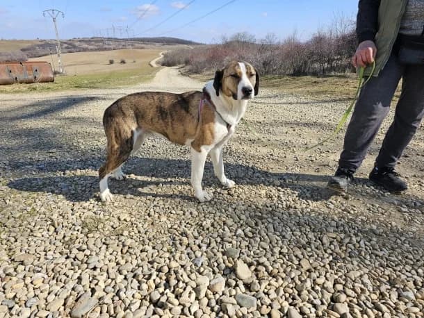 Nándi, male 3yo mixed breed for adoption at SOS Dogs — FPCC Oradea, Sisterea