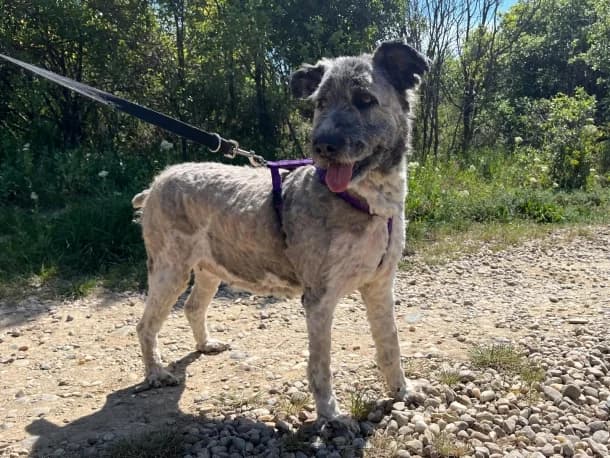 Pearl, female 3yo mixed breed for adoption at SOS Dogs — FPCC Oradea, Sisterea