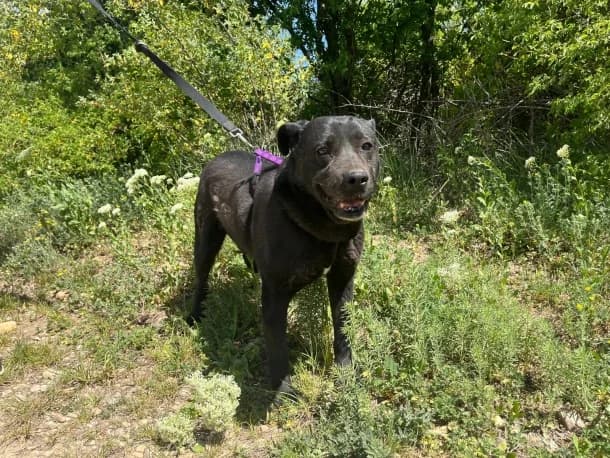 Shadow, male senior mixed breed for adoption at SOS Dogs — FPCC Oradea, Sisterea