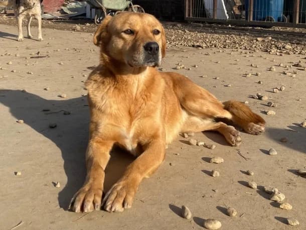 Linda, female senior Labrador Retriever for adoption at SOS Dogs FPCC Oradea, Oradea