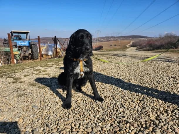 Bogi, female 4yo mixed breed for adoption at SOS Dogs FPCC Oradea, Oradea