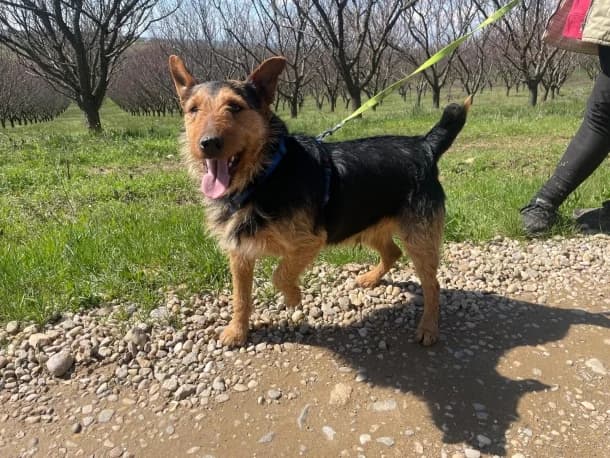 Foxi, male 5yo Airedale Terrier for adoption at SOS Dogs FPCC Oradea, Oradea