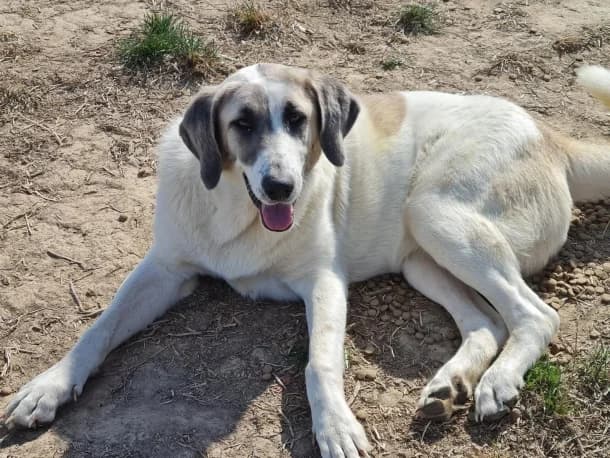 Donna, female 4yo Mixed Breed for adoption at SOS Dogs FPCC Oradea, Oradea