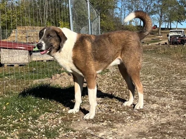 Diego, male 4yo Mixed Breed for adoption at SOS Dogs FPCC Oradea, Oradea