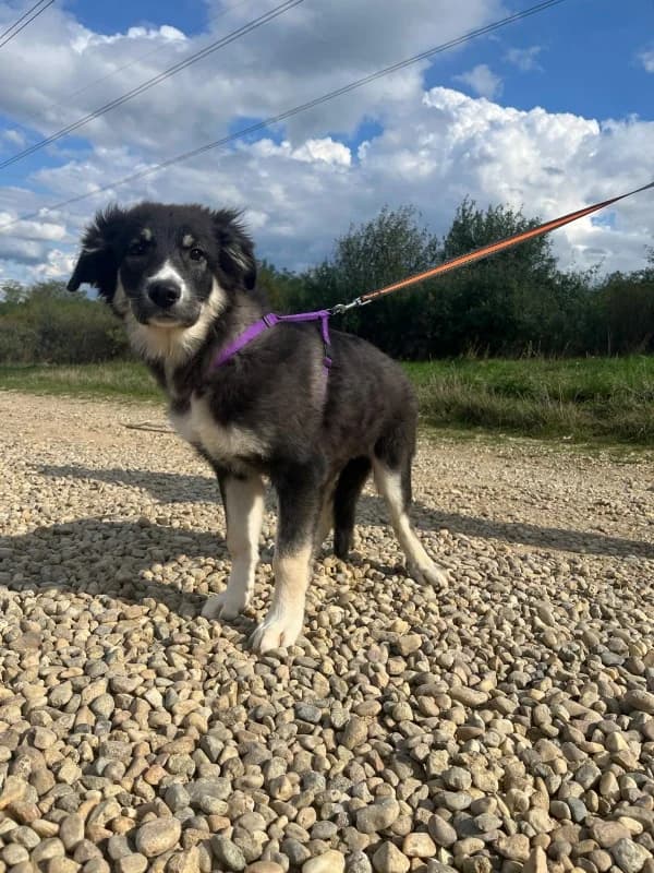 Sienna, female young Mixed Breed for adoption at SOS Dogs FPCC Oradea, Oradea