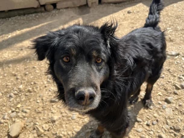 Storm, male 5yo Border Collie for adoption at SOS Dogs FPCC Oradea, Oradea