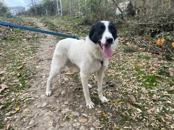 Riven, male young Mixed Breed for adoption at SOS Dogs FPCC Oradea, Oradea