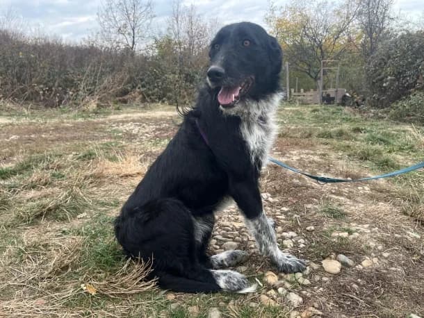 Rhenna, female young Mixed Breed for adoption at SOS Dogs FPCC Oradea, Oradea