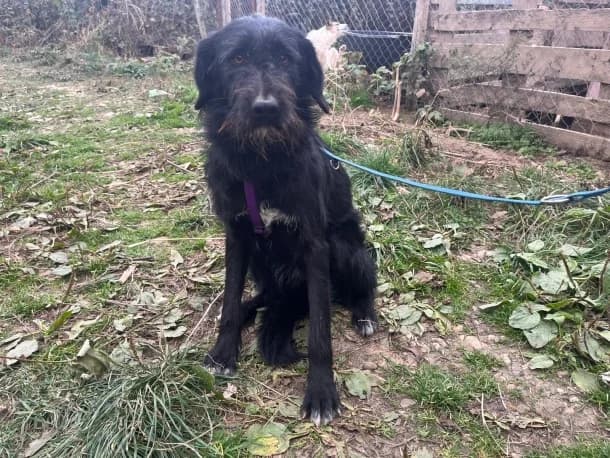 Ravina, female young Mixed Breed for adoption at SOS Dogs FPCC Oradea, Oradea