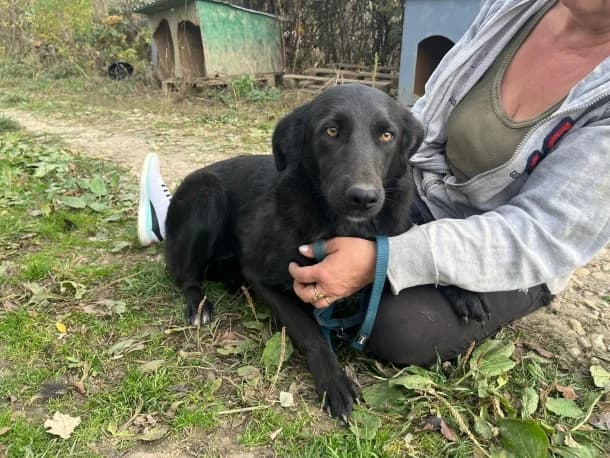Ranya, female young Mixed Breed for adoption at SOS Dogs FPCC Oradea, Oradea