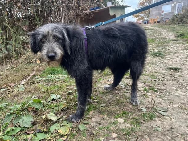 Rava, female young Mixed Breed for adoption at SOS Dogs FPCC Oradea, Oradea