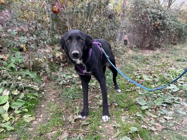 Risa, female young Mixed Breed for adoption at SOS Dogs FPCC Oradea, Oradea